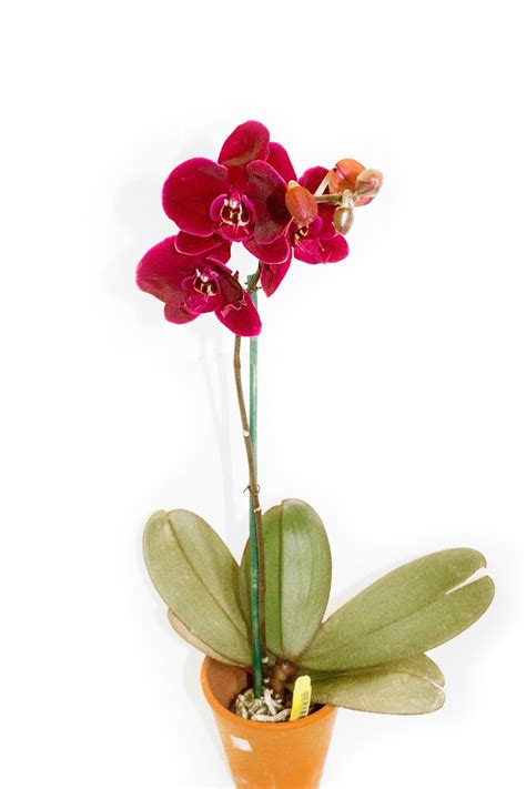 Maria's Orchids: What is a phalaenopsis? It might not be what you think