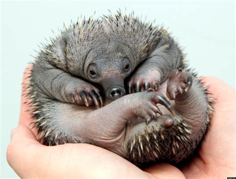 Echidna Puggles Born At Perth Zoo Reportedly Mark Breeding Milestone ...