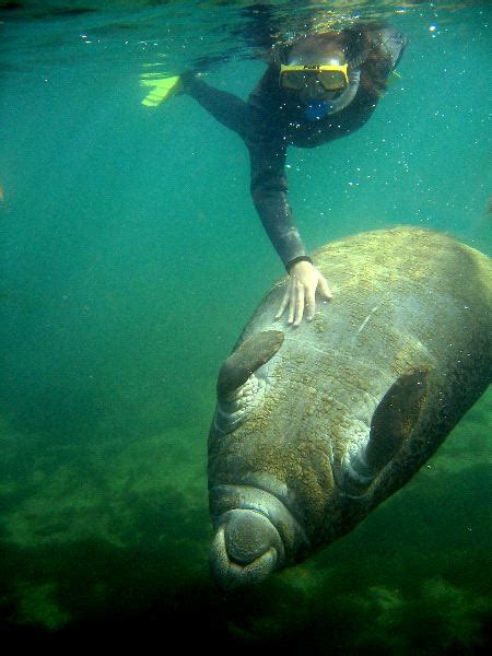 Manatee Communication