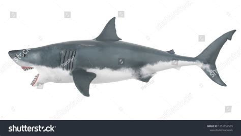 Great White Shark Isolated Side View Stock Illustration 1251159559 ...