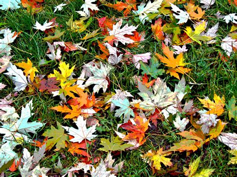 Scattered Leaves Photograph by Mariola Szeliga - Fine Art America