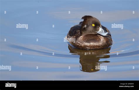 Female Tufted duck Stock Photo - Alamy