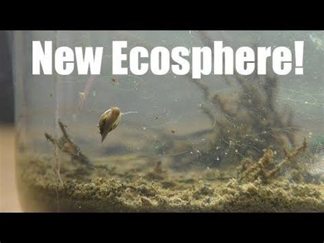 DIY Ecosphere River Edition: How To Make A Homemade Closed Terrarium ...