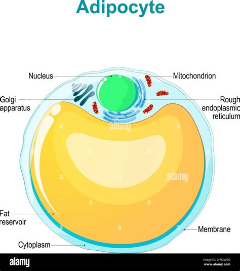 Labeled Fat Cell