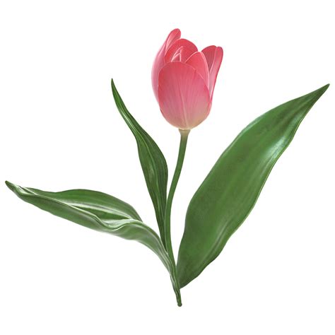 Free A red tulip flower with a green leaf on it isolated on transparent background. 23208914 PNG ...