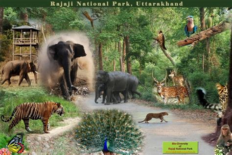 Rajaji National Park, Rajaji National Park Information, on line booking Rajaji National Park ...