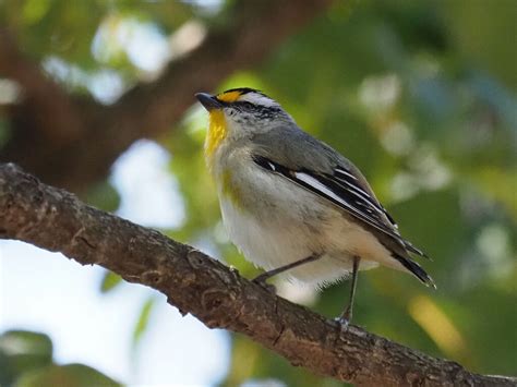 Striated Pardalote | BirdForum