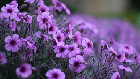 Gerânio flores roxas Papéis de Parede | 1920x1080 Papéis de Parede baixar | Purple flowers ...