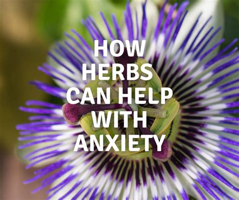 Herbs for Anxiety — Grace Hamilton. Online Naturopath. Sydney Naturopath.