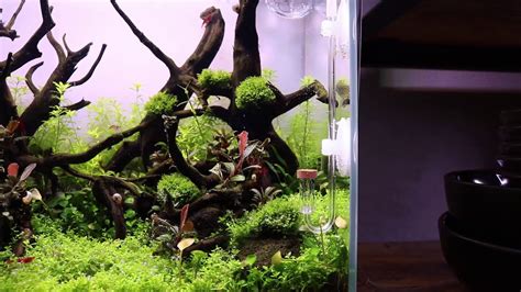 5 Gallon Shrimp Tank Aquascape Update - Relaxing Cinematic - YouTube