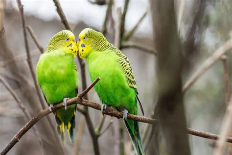 8 magnificent green birds - Birds Coach