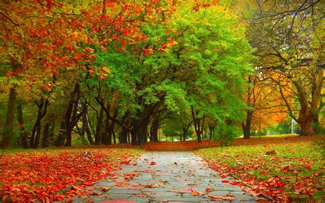 Beautiful Autumn Trees Wallpapers - Wallpaper Cave