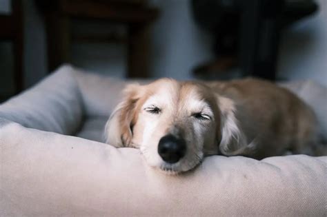 Golden Retriever Growth Chart. Golden Retriever Weight Calculator.