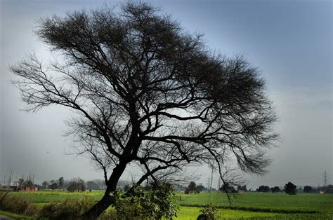 Unknown persons cut down scores of ‘kikar’ trees from Handwara nursery - The Kashmiriyat