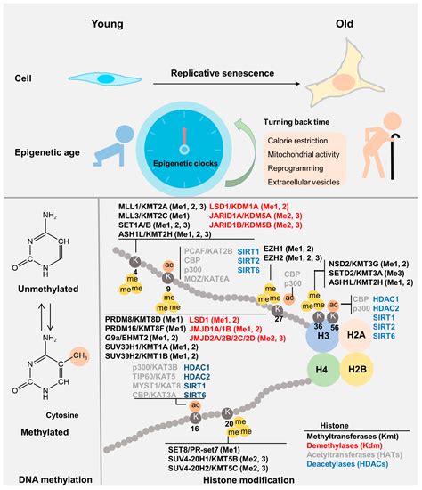 New Insights into the Genetics and Epigenetics of Aging Plasticity