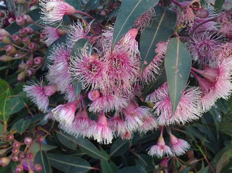 Corymbia 'Fairy Floss' Grafted Gum - Hello Hello Plants