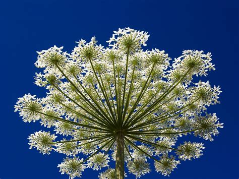 What Is Hogweed? This Invasive Flower Causes Third-Degree Burns | WIRED