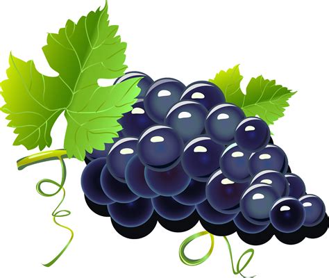 Grapes Png ,HD PNG . (+) Pictures - vhv.rs