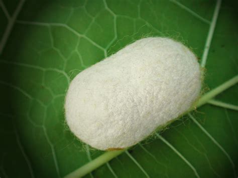 Purdue research: Mimicking nano-architecture of silkworm fibers could lead to new synthetic ...