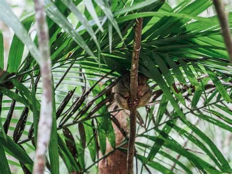 Bilar Bohol Tarsier Sanctuary: A Haven for Endangered Primates