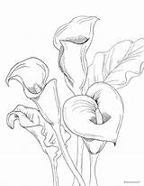 Printable Calla Lilies For Coloring Google Search Beautiful sketch template