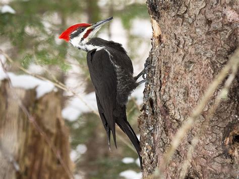 Bird Bio: Pileated Woodpecker — The Wood Thrush Shop