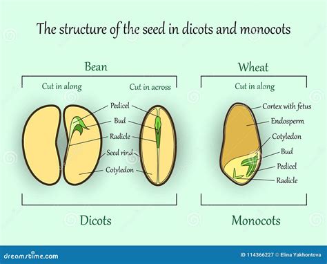 Dicot Leaf Royalty-Free Stock Photography | CartoonDealer.com #49323269