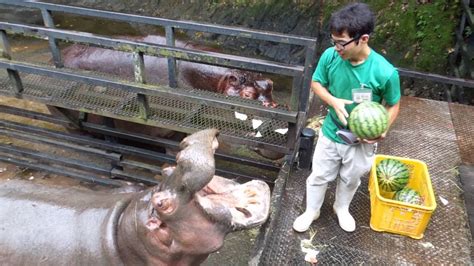 Hippo Family Eating Watermelons＆Baby hippo @Nagasaki Japan - YouTube