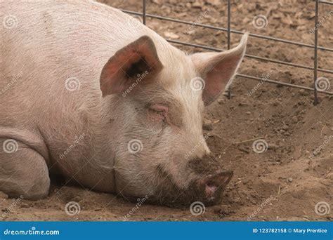 Pig Big Ears Stock Photos - Download 394 Images