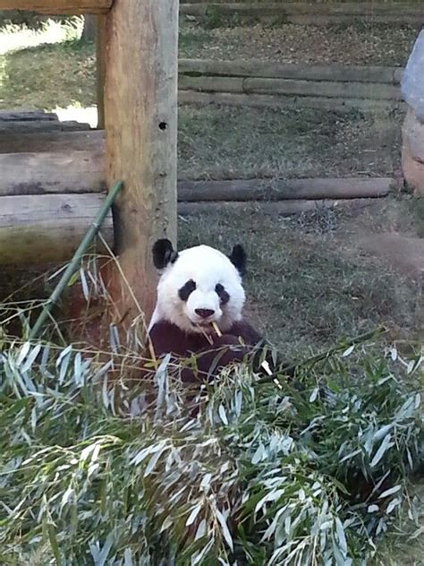 Atlanta zoo Atlanta Zoo, Panda Bear, Places Ive Been, Animals, Animales ...