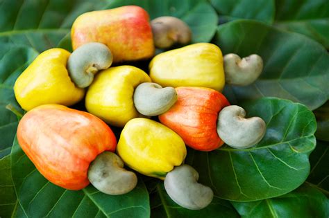 Cashew fruit – healthy option beyond the nut | Tropical Brazil