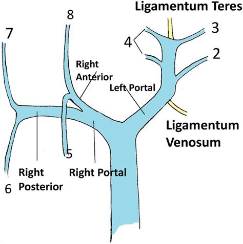 hepatic portal vein anatomy | Ultrasonido, Radiología, Anatomía