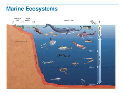 Aquatic Ecosystems Read the lesson title aloud.. - ppt download