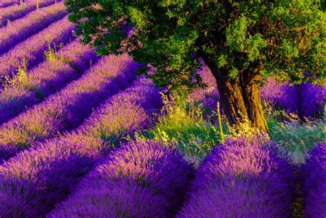 Lavender Field in Plateau Valensole Stock Image - Image of plant, background: 76101893