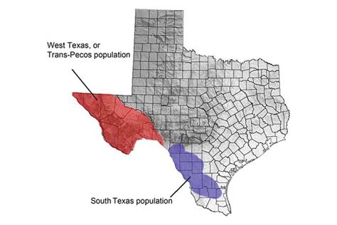 Major Mountain Lion Hunting and Trapping Fight Boils in Texas