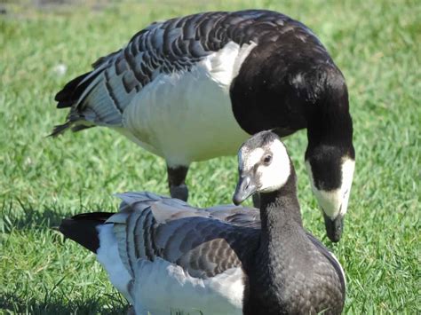 Barnacle Goose (Branta leucopsis) | Earth Life