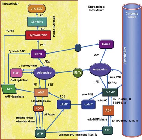 Adenosine - Uses, How Does Adenosine Work and Side Effects