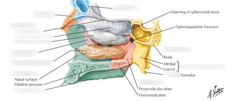 Skull: Midsagittal section (Narrow) Diagram | Quizlet