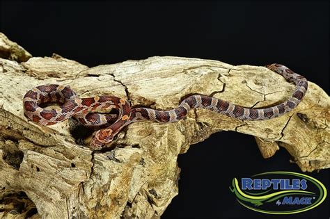 Corn Snake Care Sheet – Reptiles by Mack