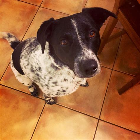 Austin Dog Training: Blue Heeler Border Collie Mix Loves Snow!