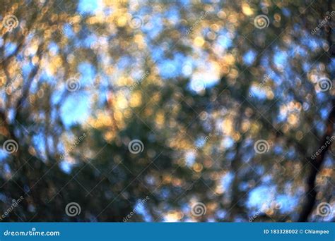 Blurred trees background stock photo. Image of abstract - 183328002