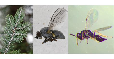 Pests, Predators, and Parasitoids: Wasps Target Flies That Eat Hemlock ...