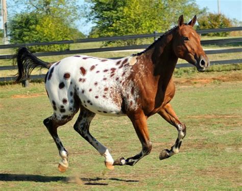 Pin on Appaloosa horses