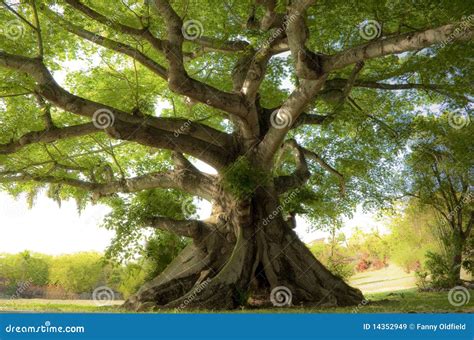 Peaceful tree stock image. Image of tranquility, roots - 14352949