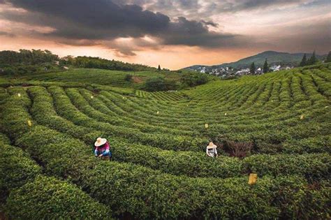 Longjing(Dragon Well) Green Tea Regarded As The Top Chinese Tea - Lastea