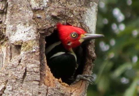 PÁJARO CARPINTERO: Características, Qué come, Dónde vive...