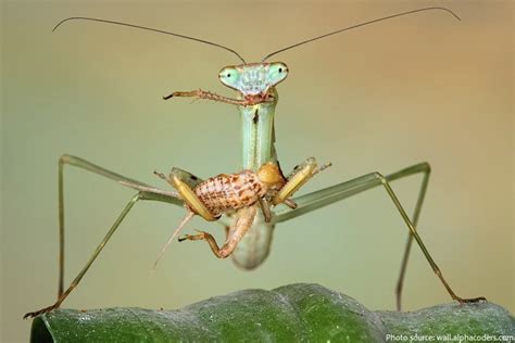 Interesting facts about praying mantises | Just Fun Facts