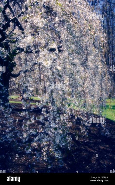 Weeping higan cherry blossom (Prunus subhirtella 'Pendula ...