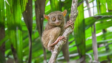 Tarsiers | New England Primate Conservancy