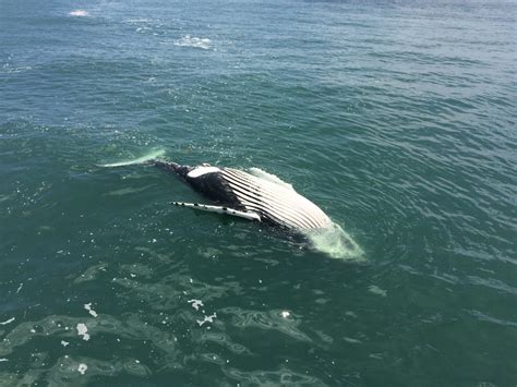 An Unexpected Surge in Humpback Whale Deaths Triggers “Unusual Mortality Event” - Awesome Ocean